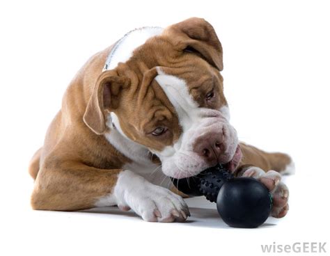 What Should I Consider When Buying Dog Toys With Pictures
