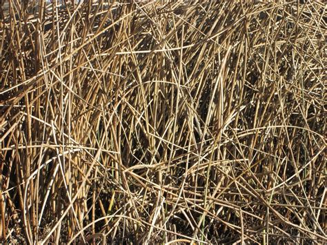 Reeds Nature Plants Free Photo On Pixabay Pixabay