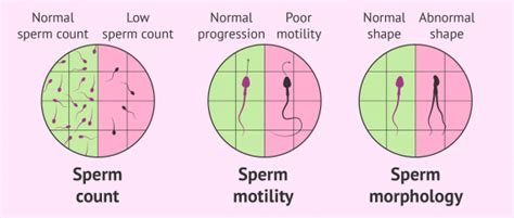 Semen Analysis Million Sperm Count