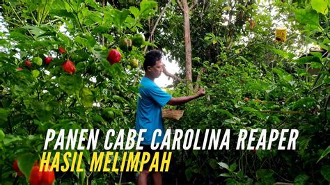 Panen Cabe Carolina Reaper Dan Rahasia Untuk Menghilangkan Lalat Buah