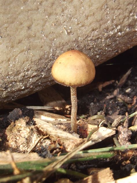 We would like to show you a description here but the site won't allow us. Shroomery - Psilocybe sp. (Sum0)