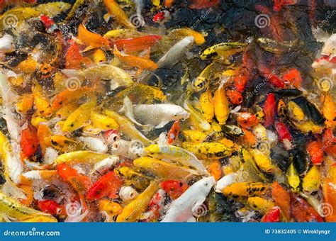 Koi Fish In Pond Fancy Carp Fish Stock Image Image Of Outdoors