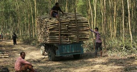 Bangladesh Joins Pledge To End Deforestation By 2030 Prothom Alo