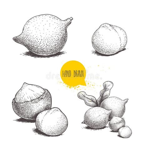 Hand Drawn Sketch Style Macadamia Nuts Set Whole Peeled Single And
