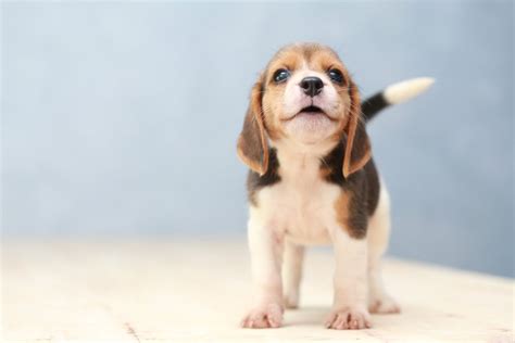 Bringing Home A New Puppy Our Top 5 Survival Tips Peach On A Leash