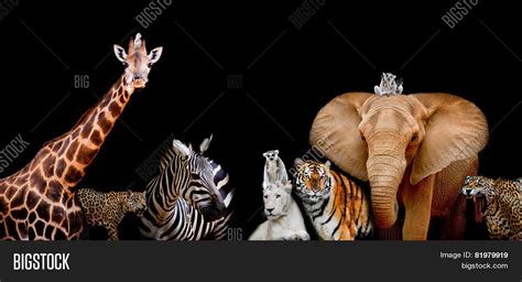 Zoo Animals Group