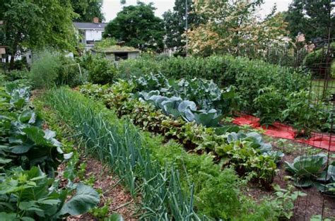 The Best Time To Plant In Your Vegetable Garden Garden Layout
