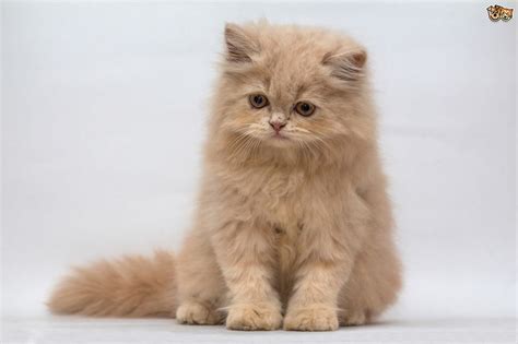 Smallest Domestic Cat Breeds The Best Dogs And Cats