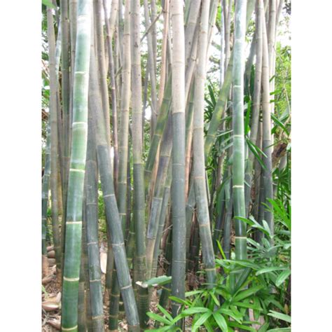 Giant Timber Bamboo Bambusa Oldhamii