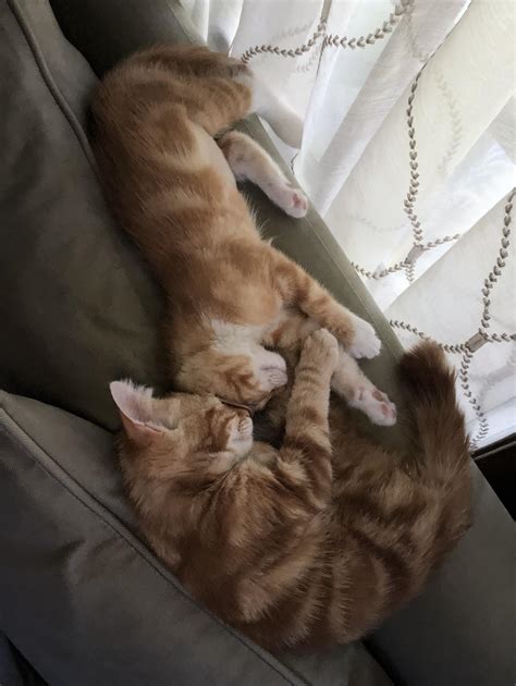 New Kittens Cuddling Rcats