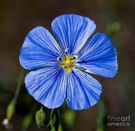 Jasper Wild Blue Flax By Terry Elniski Blue Flower Photos Blue