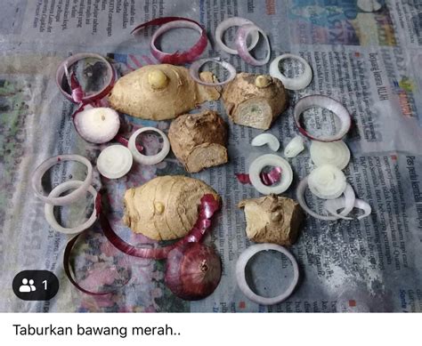 Check spelling or type a new query. Rupanya Nak Semai Pokok Halia Kena Ambil Tunas Ajer Dan ...