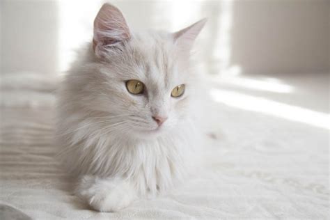 Turkish Angora Cat Breed Profile Cat World