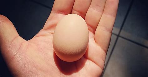 First Tiny Egg Red Sex Link Imgur