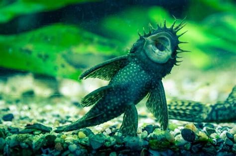 The 20 Best Algae Eaters For Your Freshwater Tank