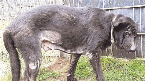 Verwahrloster Hund in Tierheim Beuern aufgenommen