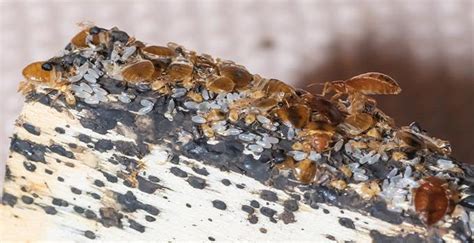 Blog Pay Special Attention To The Bed Bugs In Lynchburg During June