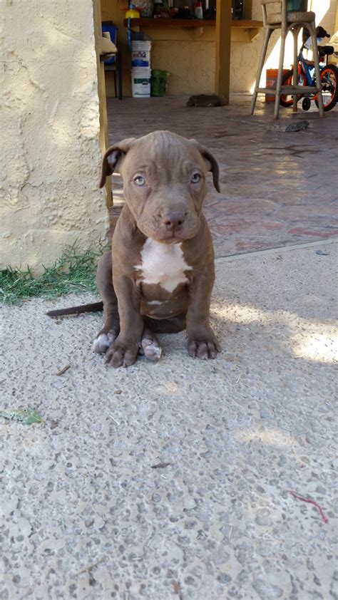 Picking order means the order you get to pick your puppy. American Pit Bull Terrier Puppies For Sale | Glendale, AZ #248911
