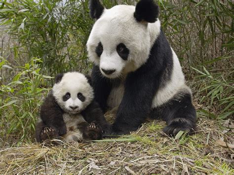 Two Panda Bears Animals Panda Baby Animals Hd Wallpaper Wallpaper