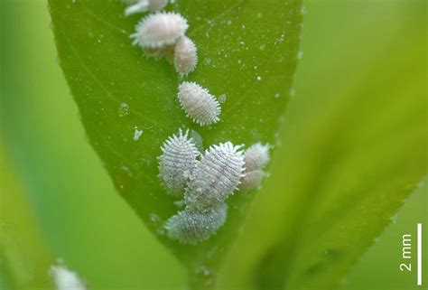 White Plant Bugs