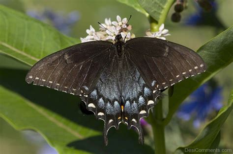 Check spelling or type a new query. Butterfly Pictures, Images, Graphics for Facebook ...