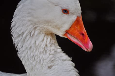 Free Images Wing White Wildlife Beak Fauna Close Up Swan Goose