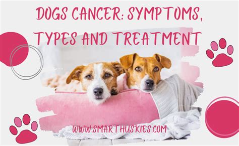 Dogs Cancer Symptoms Types And Treatment