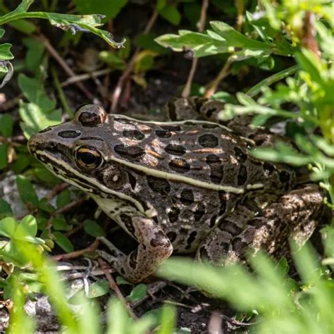 Frogs In Nebraska 24 Different Species