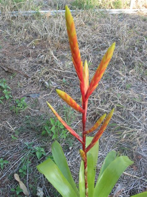 Bromeliads In Australia Rubra