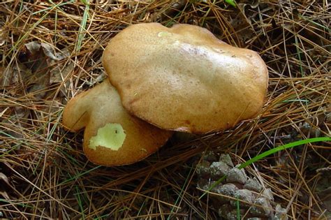 Suillus Granulatus At Indiana Mushrooms