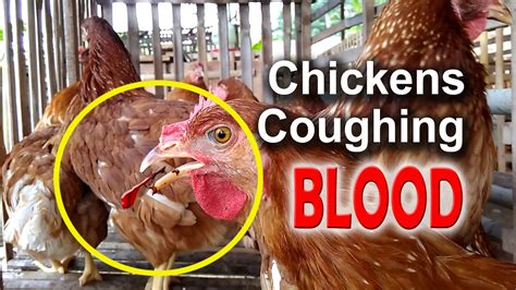 Ilt Symptoms In Chickens Infectious Laryngotracheitis Poultry