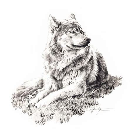 Wolf Lying Down Pencil Drawing Art Print Signed By Artist D J