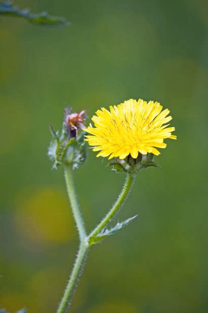 Actually, dandelions are good for dogs.dandelion greens aren't just good for your dog; Dandelion Flower Free Stock Photo - Public Domain Pictures