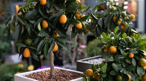 15 Dwarf Fruit Trees That Are Perfect For A Smaller Yard