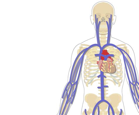 Supratrochlear Artery Head And Neck Anatomy Vein Human Body Png My