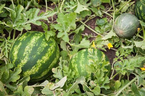 How To Plant And Grow Watermelons Tips From A Seasoned Melon Grower