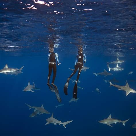 Two People In Scuba Suits Are Surrounded By Sharks