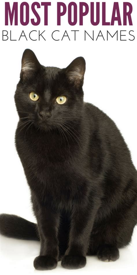 The list is divided into unisex cute cat names, cute female cat names and cute male cat names. The Most Popular Black Cat Names for Your New Kitten