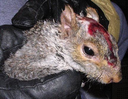 But i never go on. Basic steps to taking care of a baby squirrel | Chris's ...