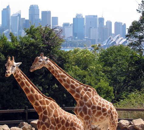 Giraffes At The Taronga Zoo In Sydney New South Wales Australia Image