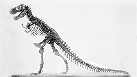 T Rex Skeleton Side View