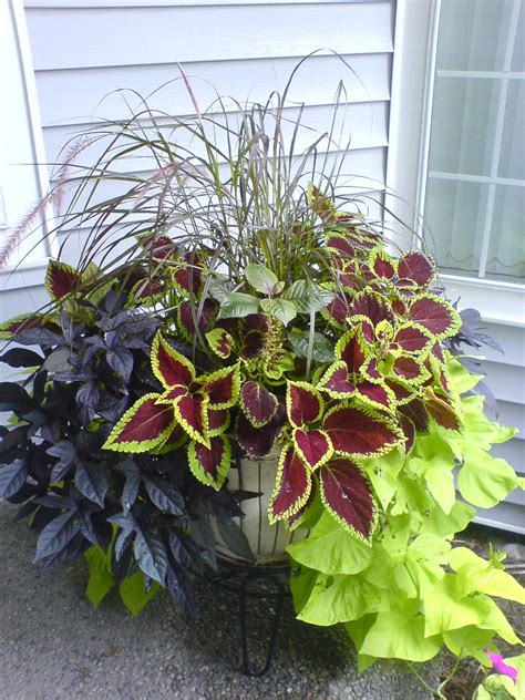 Maybe you would like to learn more about one of these? mixed-foliage-container.jpg (JPEG Image, 1224x1632 pixels ...
