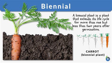 Carrot Plant Growth Stages Infographic Growing Process Of Carrot From