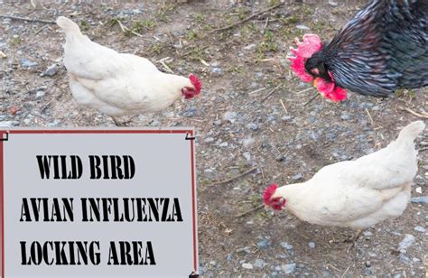 The avian flu, while rare in humans, is becoming endemic in asia and europe. Nepal records first death from bird flu - Dynamite News