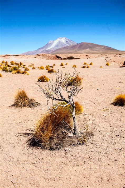 Lethally beautiful, it is one of south america's most unforgettable, ethereal sights. Bolivia's Salar de Uyuni 3 Day Salt Flat Tour • Choosing Figs