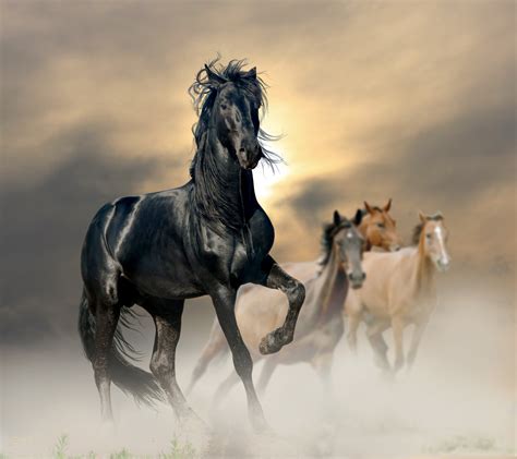 horses, Horse Wallpapers HD / Desktop and Mobile Backgrounds