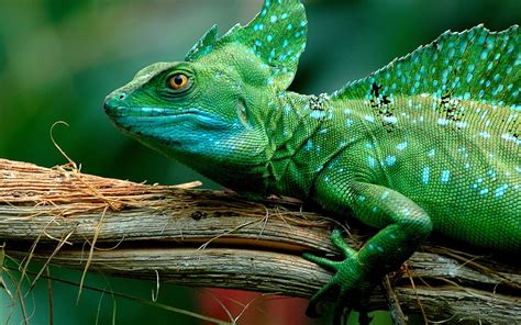 Green Iguana Lizards Animals Hd Wallpaper Wallpaper Flare
