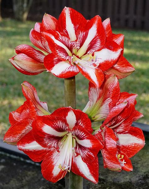 Amaryllis Plant Care And Collection Of Varieties
