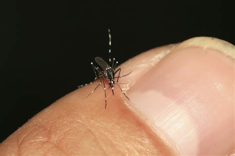 The Aggressive Asian Tiger Mosquito Animal Vogue