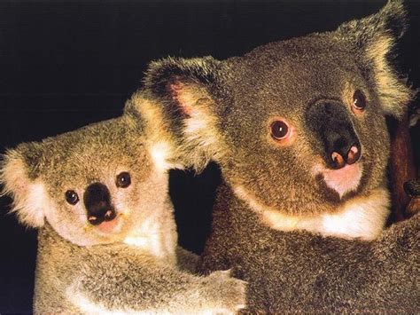Koala Australia Wallpaper 32220206 Fanpop